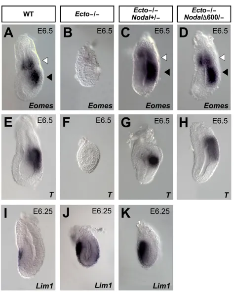 Fig. 5. Lack of mesoderm in Ectoexpression in AVE of wild-type,  mutants is caused by excessiveNodal and linked to defective EXE development
