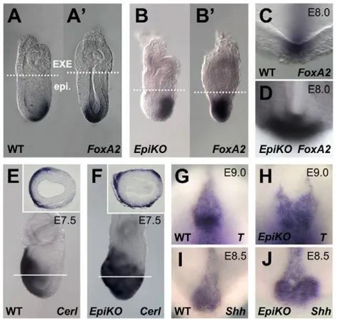 Fig. 6. Expansion of the organizer in epiblast-specific Ecto