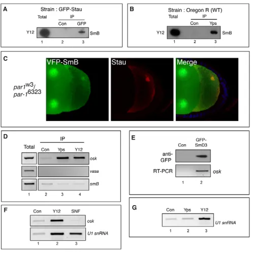 Fig. 3. SmB and SmD3 are components of the  mRNAs waswith GFP-SmD3. (snRNA. (were used in the immunoprecipitation: control antibody (lane 1), Y12antibody (lane 2) or an antibody against Snf (lane 3)