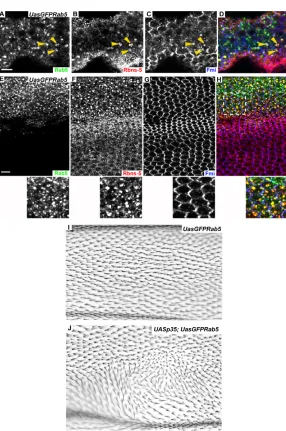 Fig. 8. Effect of GFP-Rab5 overexpression in thepupal wing on Fmi and Rbsn-5 localization.(A-H)Pupal wing at 26 (A-D) and at 30 (E-H) hours APF at