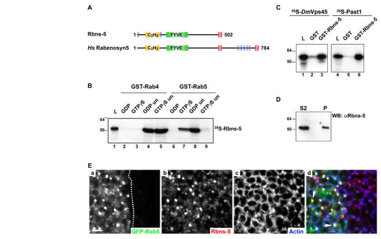 Fig. 1. Characterization of Rbsn-5.colocalization of Rab5 and Rbsn-5 on endosomes (green, on the left of the dashed line) stained with anti-Rbsn-5 antibody (share the FYVE finger (FYVE, green rectangle), zinc finger (Cbinds Rab5 in a GTP-dependent manner b