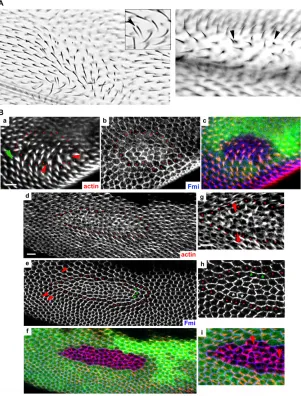 Fig. 3. rbsn34 affects hexagonal packing, PD