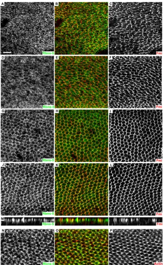Fig. 4. Rbsn-5 displays a PCP distribution.(A-M) Rbsn-5 (green) and Fmi (red)distribution in pupal wings at 25°C at 6 hours(A-C), 20 hours (D-F), 26 hours (G-I) and 30hours (J-L) APF; (M) orthogonal section ofpanels J-L