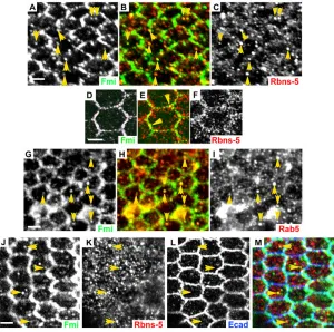 Fig. 5. Colocalization between Rbsn-5 and Fmi onendosomes and at the cortex.pupal wing at 26 hours APF at 25°C