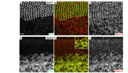 Fig. 6. Flamingo is rate limiting for the recruitment of Rbsn-5 at the apical cell boundaries of the pupal wing epithelium
