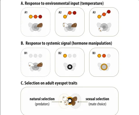 Figure 5 Patterns of coordinated response to external and internal signals.corresponding thermal reaction norms (compare with Figure 3): flat for A1, 19°C <23°C approximately 27°C for A2, and 19°C <23°C <27°C for A3.In panelinjected individuals (compare wi