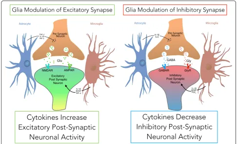 Fig. 6 Local Glia Modulate Synaptic Transmission After Nerve Injury. Glia are intimately associated with spinal excitatory and inhibitory synapses.The release of cytokines and glial mediators on pre and post-synaptic terminals modulates the activity of tha
