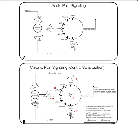 Fig. 3 Mechanisms of Hyperalgesia and Allodynia. PanelThrough long term potentiation and altered receptor expression at the post receptor density zone, subthreshold stimulation evokes action potentialsleading to classic hyperalgesia