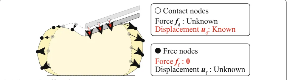 Fig. 4 Contact nodes and free nodes