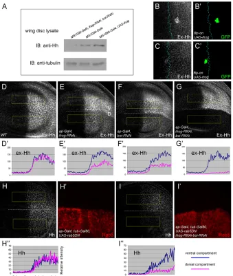 Fig. 8. Ihog and Boi are required toretain Hh on the cell surface.A