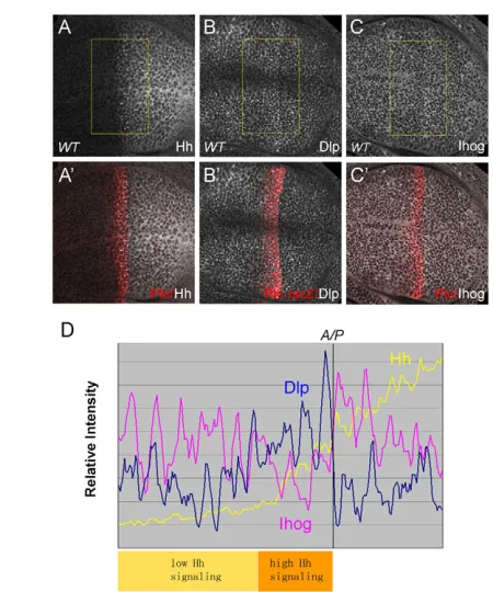 Fig. 9. The expression patterns of Dlp and Ihog in the Drosophilais elevated in the Ptc expression domain, whereas the Ihog level isreduced in this domain