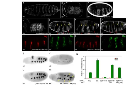 Fig. 1. Dlp core protein can restore Hh signaling autonomously in dlpincreased reporter activity, whereas dsRNA against dlp(–HS)indicate naked cuticles in UAS-dlpGal4domain (E)