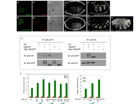 Fig. 2. Dlp core protein interacts with Hh. (exogenous Hh-N-V5 at the cell surface. Asterisks mark transfected cells