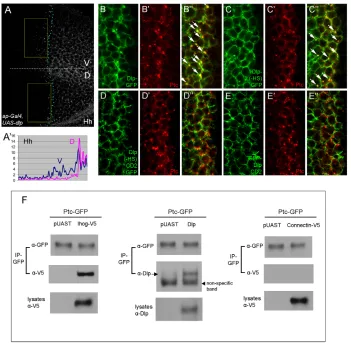 Fig. 4. Dlp may act as a co-receptor