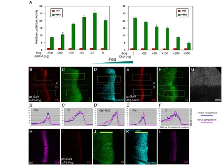 Fig. 5. Ihog exhibits biphasic activity in Hh signaling depending on its levels. (and (G)