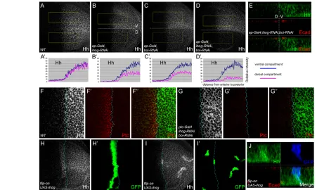 Fig. 7. Role of Ihog and Boi in Hh distribution. (receiving domain cause elevated Hh levels