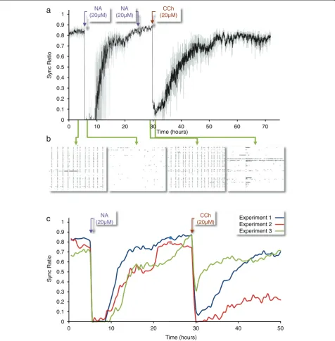 Figure 5 Network synchrony reemerges following prolonged exposure to NA, but can be re-suppressed by cholinergic input.a) Evolution of the Sync Ratio in one experiment (grey; same data after smoothing with a five-point kernel is shown in black)