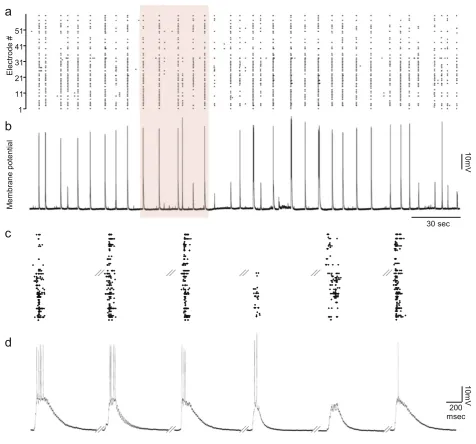 Figure 2 Synchronous bursts and quiescent periods are well correlated with neuronal membrane potential depolarization (represents an action potential recorded from that electrode.the network over the same period