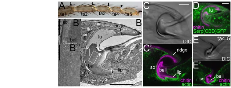 Fig. 1. Mature joint morphology. (this and all subsequent figures unless otherwise noted