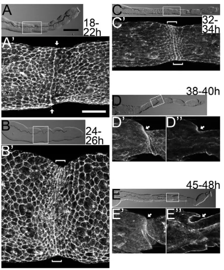 Fig. 2. Cellular morphogenesis before cuticle formation. Thein A, 50projected image showing the leg surface (Dmidline of the leg (Ddorsal side invaginate proximally (arrows)