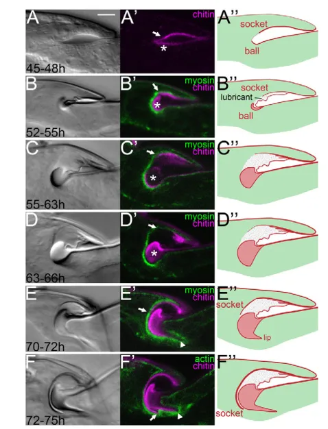 Fig. 3. Sequential formation of the ball and the socket cuticles.cavity into the lateral side of the ball (arrow) and the ‘lip’ is developing(arrowhead)
