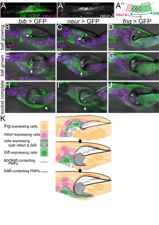 Fig. 5. Cell shape changes during cuticleformation. (A-A) Comparison of bib and neur