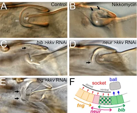 Fig. 5K shows a summary of the cell shape changes, overlaid on