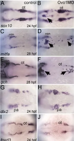 Fig. 2. Ovo1 is required for the migration of NC-derived pigmentprecursors. in situ hybridization for expression of dlx2form ectopic clumps in the dorsal midline in Ovo1 morphants (D,Farrows) when compared with wild-type controls (C,E)