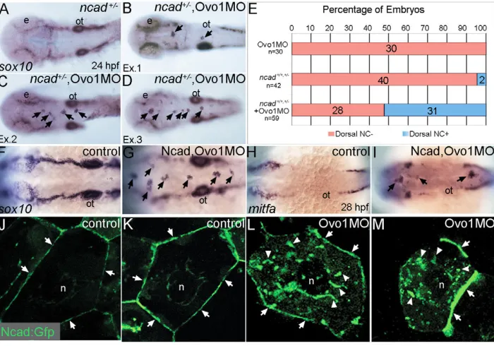 Fig. 4. Interactions between Ovo1 and Ncad. (left. (B-D)wild types and heterozygous Confocal images of EVL cells in embryos injected with Ncad:Gfp