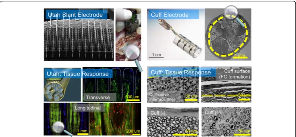 Fig. 1 Peripheral nerve interfaces (PNI) consisting of both inserted probes and cuff electrodes damage the target tissue and alter the underlyingphysiology