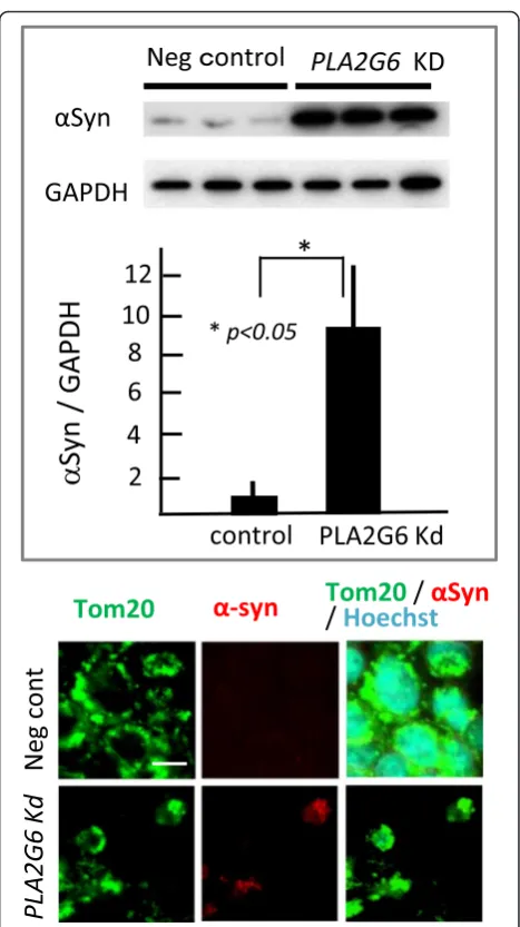 Fig. 1 Elevated expression ofper group). Each bar represents the mean ± SD. *or nucleus was visualized by a-Tom20 antibody and Hoechst33342staining, respectively