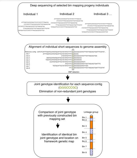 Figure 1 Diagram of the single nucleotide polymorphism using the Sequencing Bin Mapping procedure for anchoring sequencecontigs to a framework genetic linkage map.