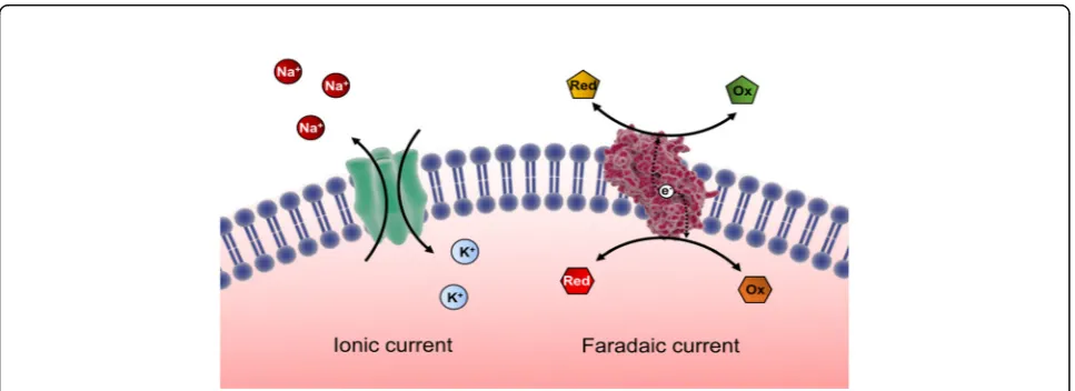 Fig. 1 Bulk ion vs faradaic conductance across the cell plasma membrane. Ionic currents are produced by the movement of charges across themembrane through the ionic channels, whereas faradaic currents are produced by the movement of electrons between electrochemical mediators