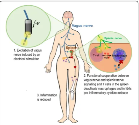 Fig. 2 Schematic representation of a bioelectronic approach attargeting the vagus nerve to control inflammation
