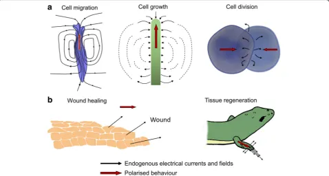 Fig. 3 Different biological functions can be triggered by the application of electric fields and these include actuating cell movement, modulatingthe cell cycle which benefits wound healing and tissue regeneration