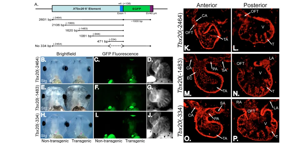 Fig. 2. A 334 bp regulatory element recapitulates the endogenous expression of Tbx20EGFP-expressing hearts of embryos in C, F and I demonstrating that EGFP expression in the heart is maintained under the control of a element