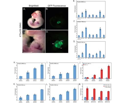 Fig. 3. XTbx20when transfected with increasing amounts of SMAD expression plasmid. (Tbx20 ( 5� regulatory elements are activated by TGFb/BMP signaling via SMAD1 and SMAD4 but not SMAD3