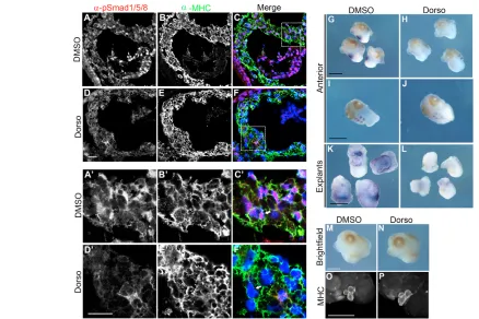 Fig. 5. SMAD1 activation is required for cardiac-specific expression of Tbx20staining is labeled red, anti-myosin heavy chain (MHC) is labeled green, and nuclei are labeled blue with DAPI