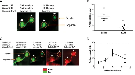 Figure 2. g of KLH-800CW was injected subcu-(C) This effect was specific to the immunized antigen, as OVA signal injected in a mouse immunized to KLH was not reduced, but OVA injected into OVA-immunized mice was reduced
