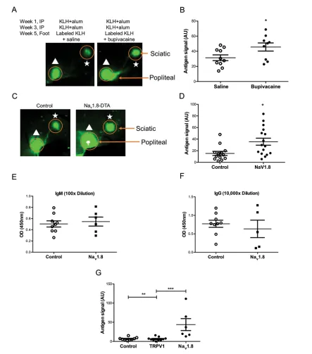 Figure 3. Antigen flow restriction is dependent on sensory neural input. (A, B) Mice immunized with KLH were injected with bupivacaine and stars represent sciatic lymph nodes