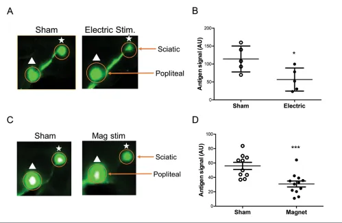 Figure 4. Stimulation of neuronal activity restricts antigen flow. (A, B) Electric stimulation of the nerves to the popliteal and sciatic lymph A noninvasive magnetic field was applied to the hind legs of naïve mice to induce nerve activity, followed by in
