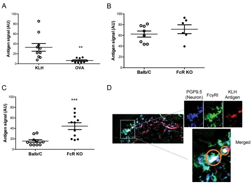 Figure 5. Neuronal Fc receptors play a role in antigen restriction. (A) Naïve mice were injected intraperitoneally with rabbit polyclonal gen was significantly decreased compared with KLH in the sciatic lymph nodes (mean ± SEM: KLH, 32.95 ± 7.741, n = 10 v