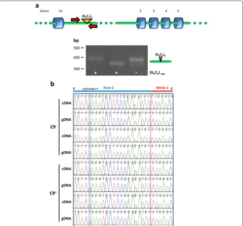 Fig. 2 a Intron 1-retaining transcripts contain the G4C2 repeat sequence. PCR using primers spanning the G4C2 repeat region was performed oncDNA reversed transcribed from polyadenylated C9orf72 RNA from control and expansion carrier lymphoblasts