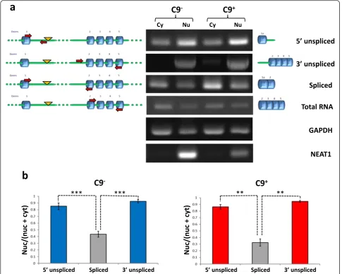 Fig. 3 Nuclear accumulation of intron 1-retainingcompared according to cell equivalent and the ratios nuclear/(nuclear + cytoplasmic) were calculated for each product