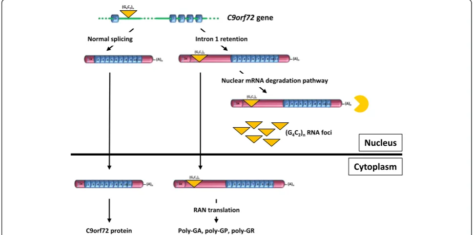 Fig. 5 Model of expanded C9orf72 transcripts processing explaining the main pathological features of c9ALS/FTD