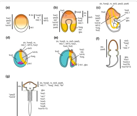 Figure 1 Comparison of orthologous neuroectodermal gene expression domains among the deuterostomesfoxq2band (gold).