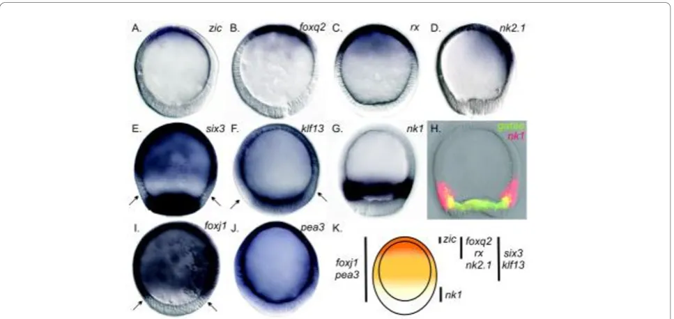 Figure 2 Nested concentric expression domains pattern the axial ectoderm of sea star,concentric domains ofsituectoderm.shows the patterns described above as five nested domains of expression along the AV axis