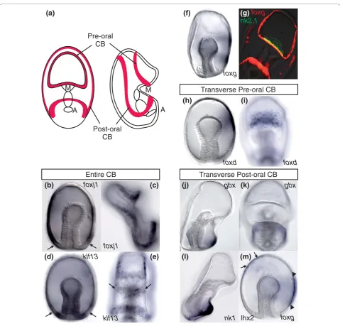 Figure 3 Heterogeneous regulatory patterning of the larval ciliary bands as visualized byopposite ofpostoral ciliary band in the larva.ciliary bands