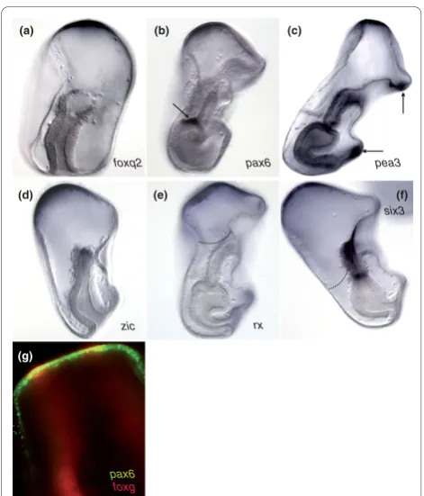 Figure 4 Gene expression molecularly defines the animal poleofapical-most ectoderm defines the animal pole domain within lategastrulae (Figures 4A, 4D and 4F) and early larvae (Figures 4B, 4Cand 4E)
