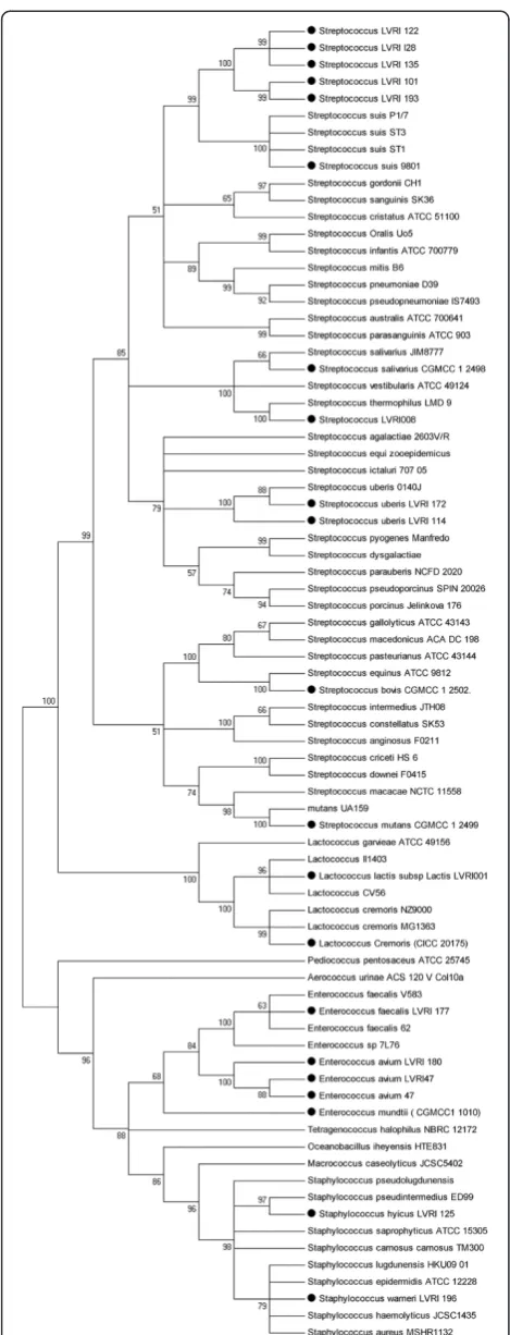 Figure 1 Phylogenetic tree based on partial tuf.